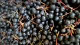 Essiccazione dell'aronia in un disidratatore - Preparazione passo 1