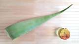 Macerato di aloe vera con miele - Preparazione passo 1