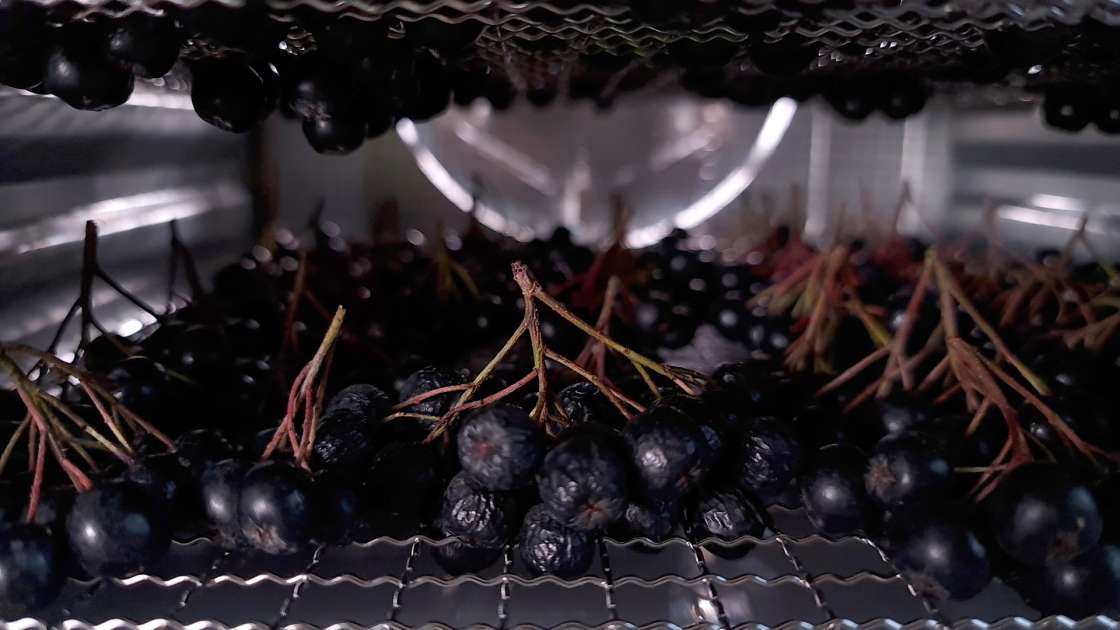 Essiccazione dell'aronia in un disidratatore, foto 3