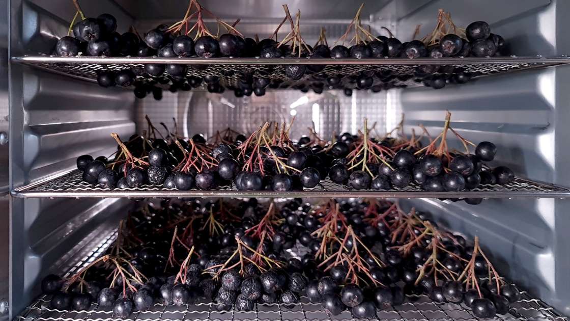 Essiccazione dell'aronia in un disidratatore, foto 5