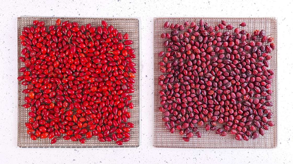 Essiccazione delle bacche di rosa canina in un disidratatore per ottenere tè o polvere di rosa canina, foto 1