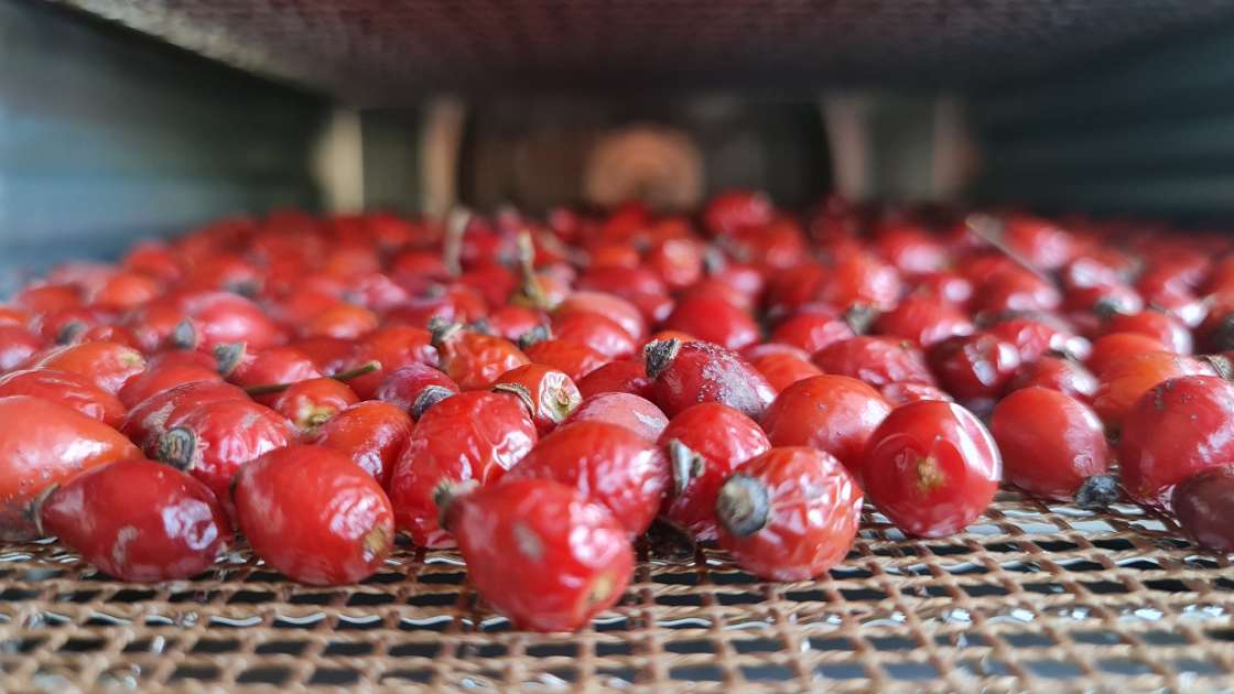 Essiccazione delle bacche di rosa canina in un disidratatore per ottenere tè o polvere di rosa canina, foto 2