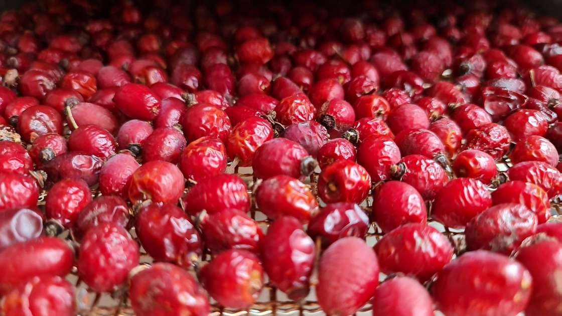 Essiccazione delle bacche di rosa canina in un disidratatore per ottenere tè o polvere di rosa canina, foto 3