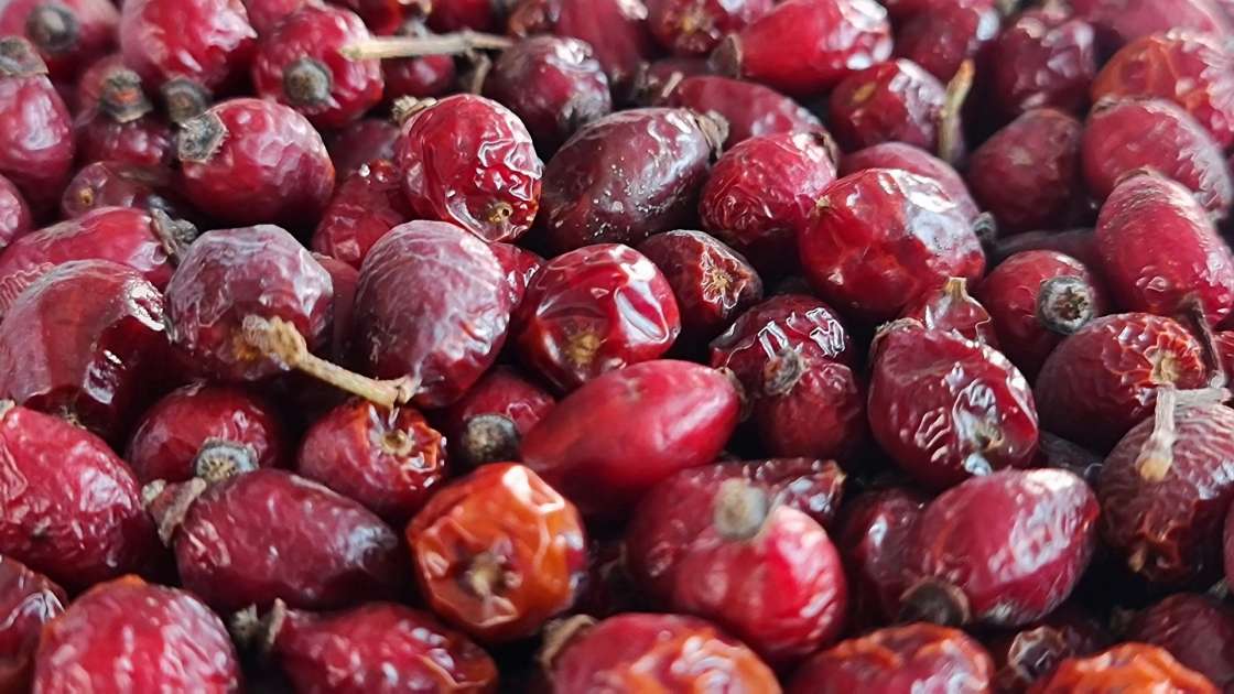 Essiccazione delle bacche di rosa canina in un disidratatore per ottenere tè o polvere di rosa canina, foto 6