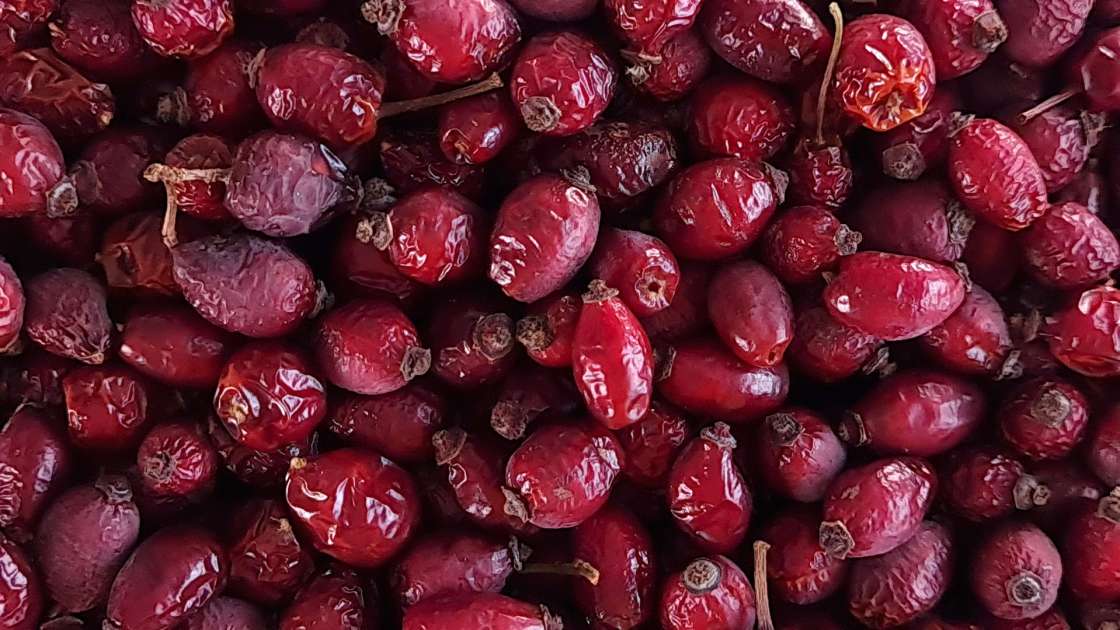 Essiccazione delle bacche di rosa canina in un disidratatore per ottenere tè o polvere di rosa canina, foto 7