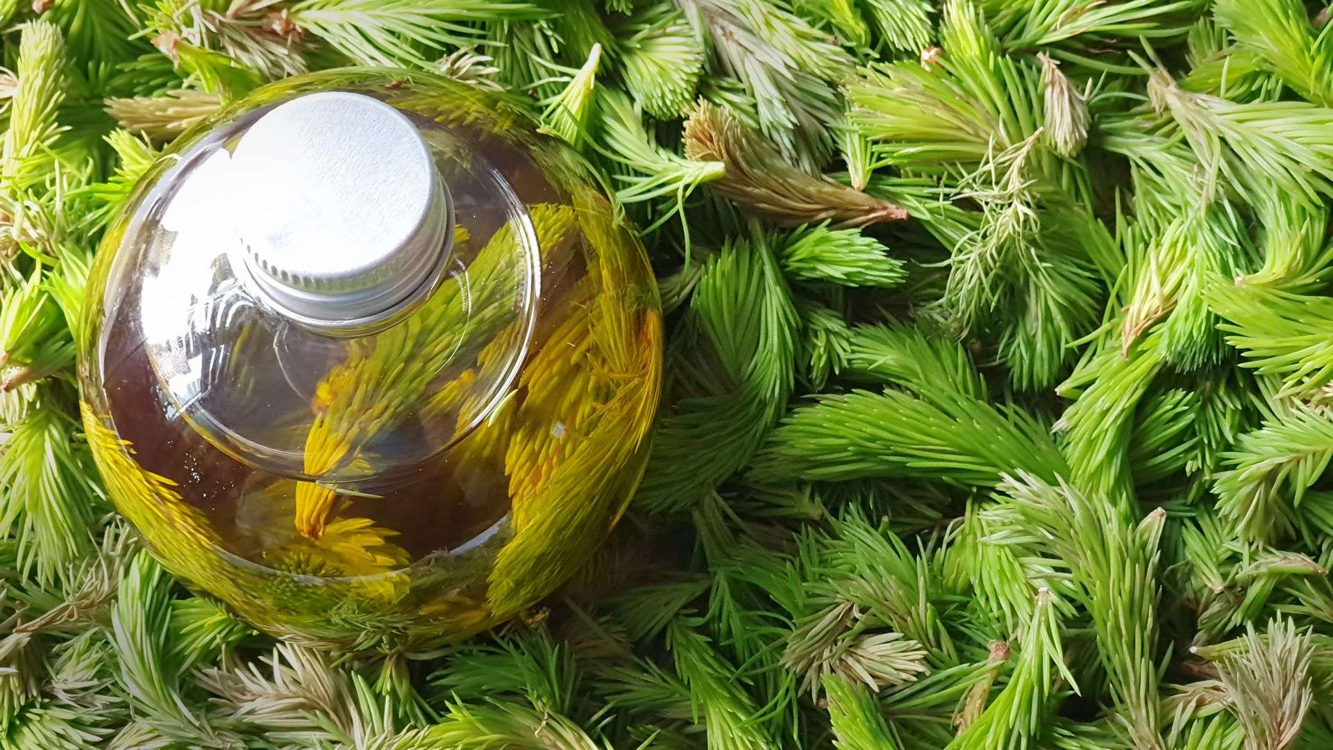 Olio di gemme di pino, foto 2