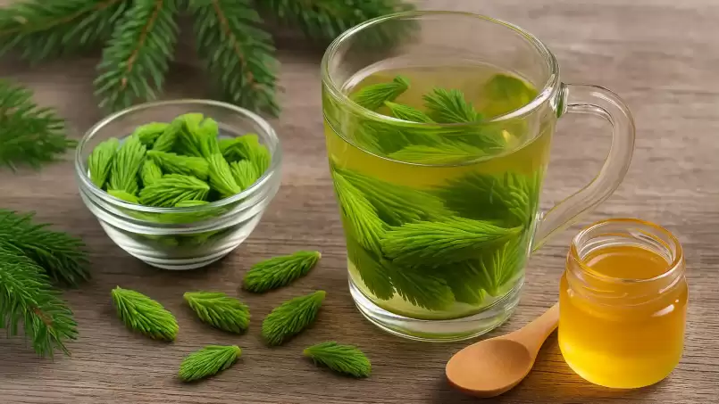Bollitura delle gemme di abete per le affezioni respiratorie