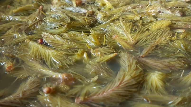 Sciroppo di gemme di pino, foto 3