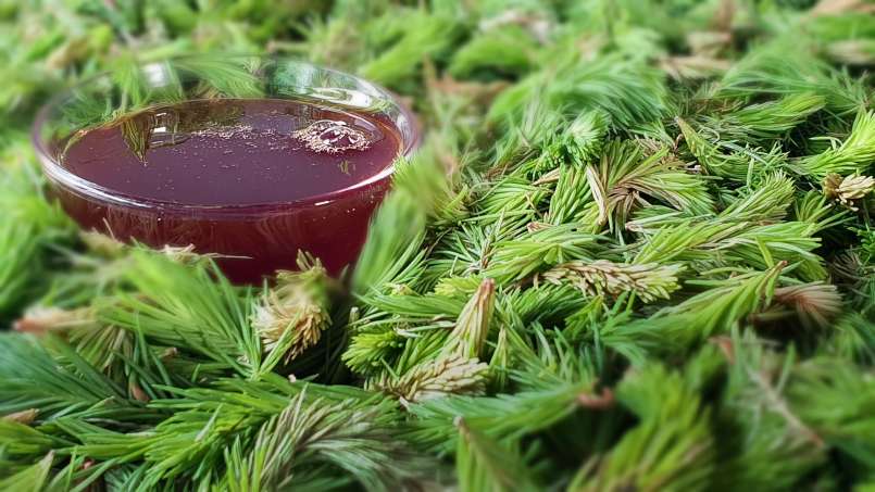 Sciroppo di gemme di pino, foto 8