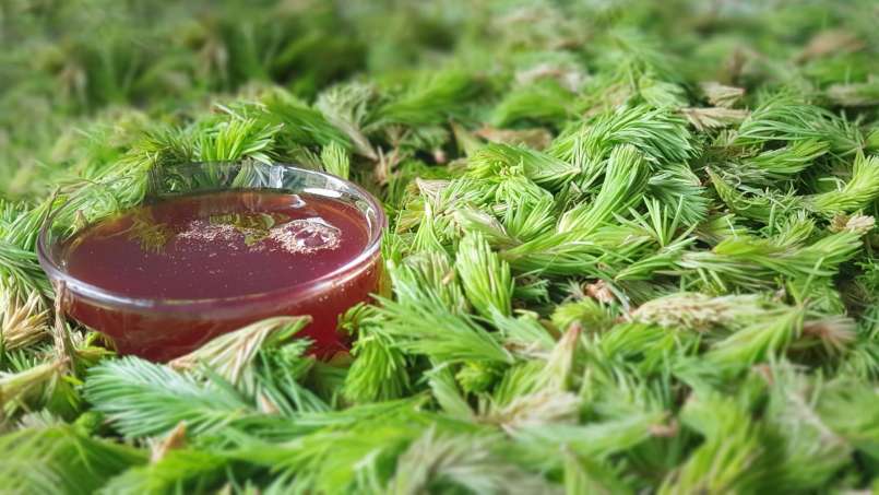Sciroppo di gemme di pino, foto 9