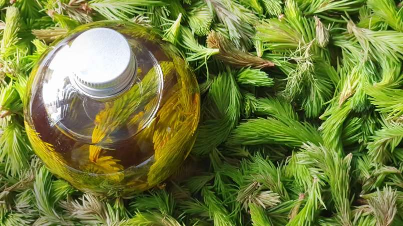 Olio di gemme di pino, foto 2