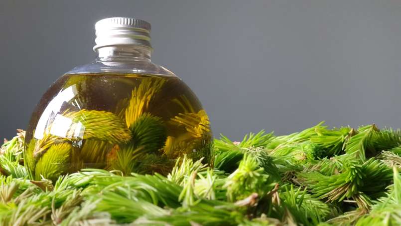Olio di gemme di pino, foto 3