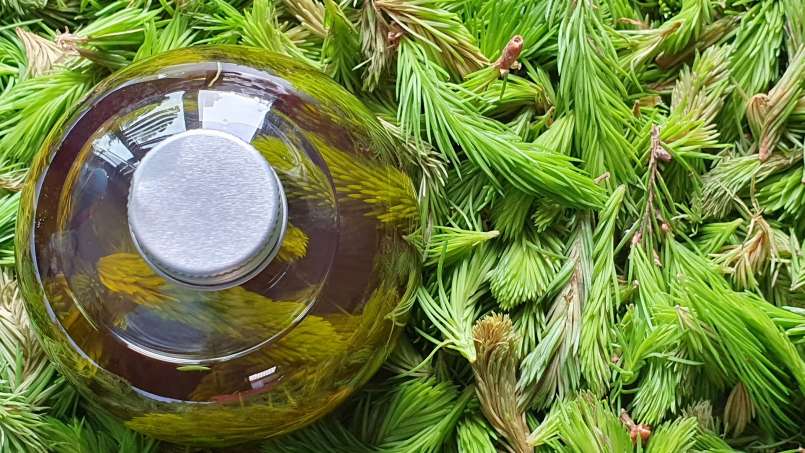 Olio di gemme di pino, foto 4