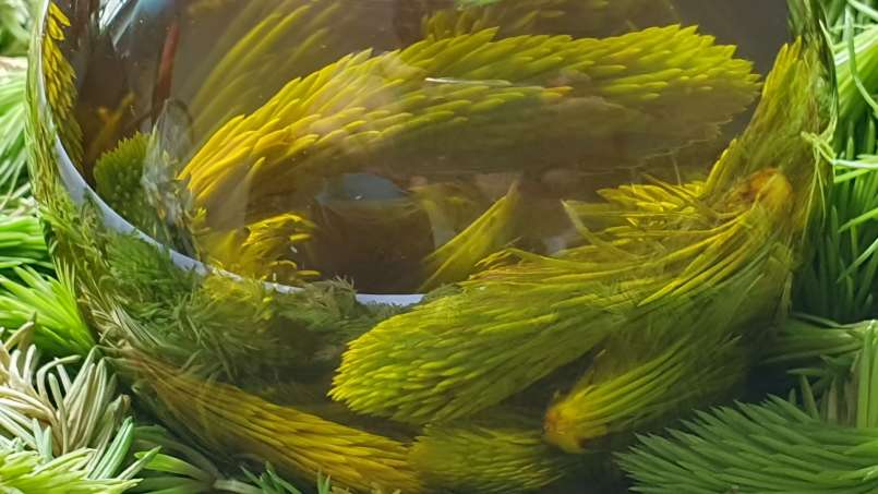 Olio di gemme di pino, foto 5