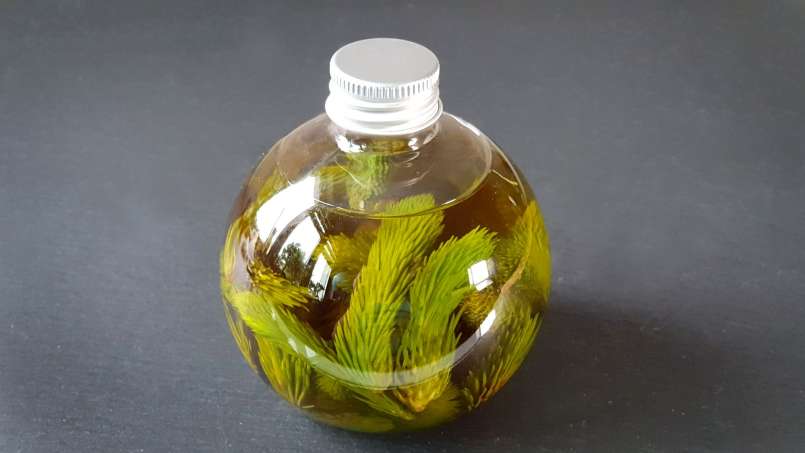Olio di gemme di pino, foto 6