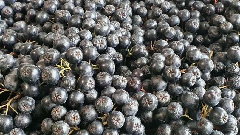 Sciroppo di aronia con miele, foto 10