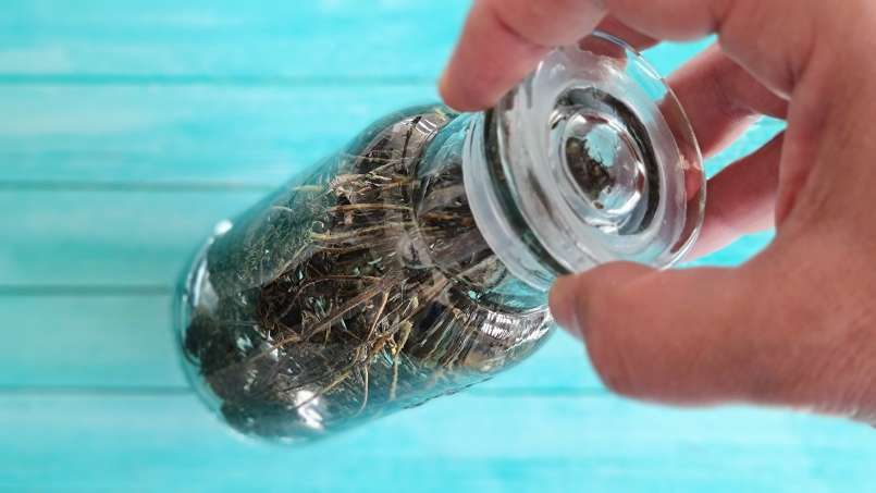 Tintura di timo, foto 4