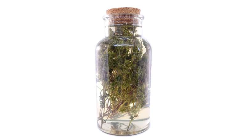 Macerato di timo con miele, foto 3