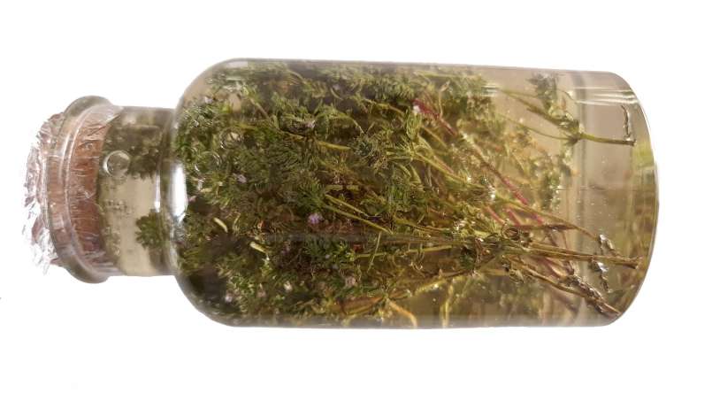 Macerato di timo con miele, foto 5