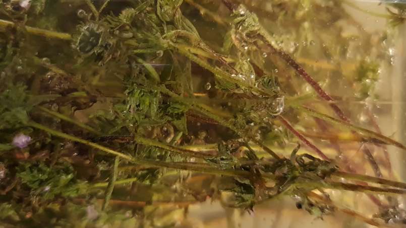 Macerato di timo con miele, foto 8