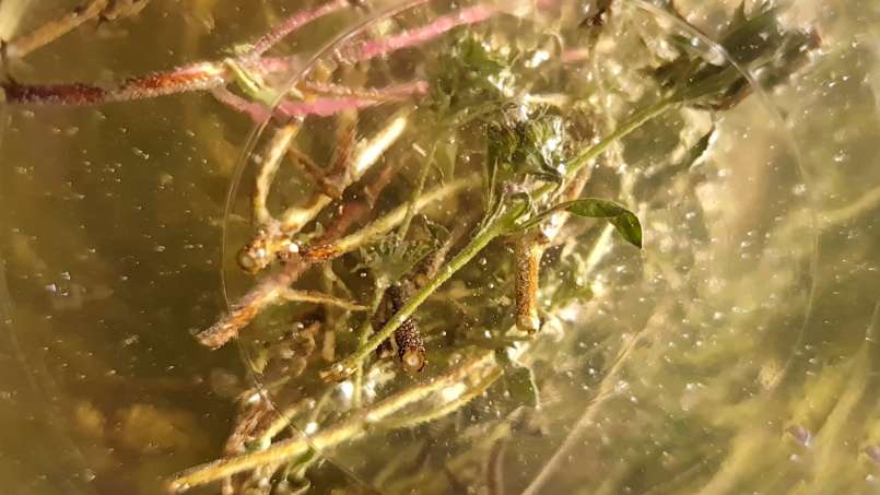 Macerato di timo con miele, foto 9